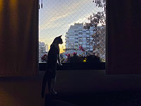 Кот прыгнул на высоту более 2,5 метров и попал в книгу рекордов Гиннесса