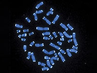 ДНК, созданная с помощью ИИ, включает и выключает гены в клетках крови