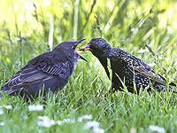 Скворцы формируют