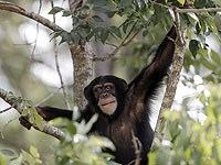 Шимпанзе ритмично стучат по деревьям, используя это как древний способ общения