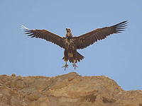 Африканский ушастый гриф впервые за много лет был замечен в Израиле