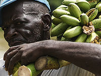 Климатический кризис угрожает банану, самому популярному фрукту в мире