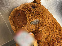 Семена каннабиса в плюшевых игрушках: задержана любительница капибар из Хайфы