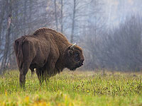 Популяция зубров в Польше превысила 3000 голов