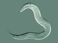 Израильские ученые изучили различия полов на примере одного нейрона