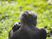 Шимпанзе используют листья, чтобы подтираться и убираться после спаривания