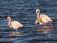 Фламинго создают водяные торнадо, чтобы поймать креветок