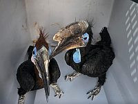 Калао, дикобразы, гиены, совы и многие другие: изъят 