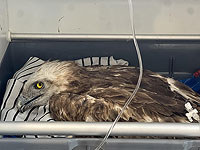 Обгоревший при иерусалимских пожарах орел-змееяд поступил на лечение в