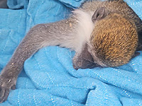 Спасена 42-я 