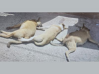 Из-за земельного конфликта подозреваемый отравил соседских собак