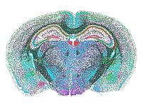 Лабораторной мыши показали 