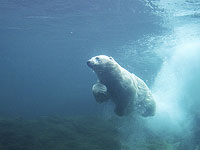 Биопсии белых медведей прольют свет на загрязняющие вещества в Арктике