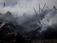 Пожары привели к рекордным потерям лесов в мире в 2024 году