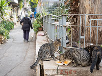 Суд обязал мать с сыном заплатить соседям 20000 шекелей за кормление котов возле входа в их дом