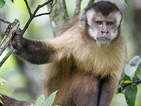 Заснятые на камеру обезьяны-капуцины похищают детенышей обезьян-ревунов