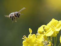 Могут ли растения слышать своих опылителей? Исследования показывают, что да