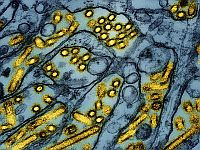 Ученые прогнозируют пандемию птичьего гриппа