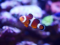 Рыбы-клоуны уменьшают свои тела, чтобы пережить волны тепла в океане