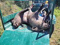 Задержан подозреваемый в намеренном отравлении животных в Галилее