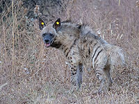 Спасенная солдатами гиена лишилась двух пальцев, но вернулась в природу