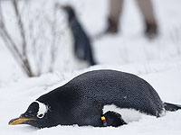 Экскременты пингвинов стимулируют образование облаков в Антарктике