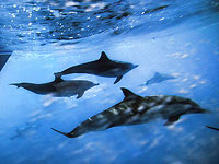 Ученые пытаются выяснить, что делают дельфины под водой