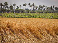 Израильские ученые выращивают пшеницу, устойчивую к засухе