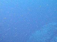 Ученые измерили скорость выпадения