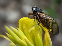 Первый концерт цикад состоялся 47 миллионов лет назад