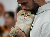 Кошки отличают запах хозяина от запаха незнакомца. Новое исследование