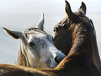 Лошади используют мимику для взаимодействия друг с другом