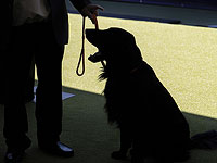 Потерянная собака вернулась домой, преодолев 160 километров