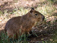 Знакомьтесь, Капибарух: новый питомец 