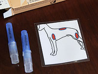 ДНК собак помогло обнаружить более 15 генов, связанных с раком желудка у человека