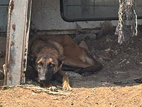 Долги, кража электричества, жестокое обращение с животными: преступления семьи в Калансуа