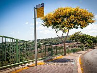 Эксгибиционизм как форма террора: араб преследовал девочек на автобусных остановках