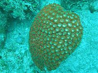 Пробиотики помогли большим звездчатым кораллам противостоять смертельной болезни