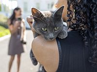 Выявлен секретный ген, отвечающий за мурлыканье и дерзость вашей кошки