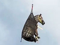 В американском штате Теннесси поймали беглую зебру, ставшую интернет-сенсацией