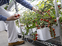 Израильские генетики разработали метод редактирования тысяч генов и проверили его на томатах