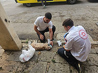 Пожар в Яффо: парамедики МАДА спасли кота. Фото