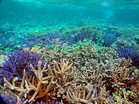 Кислотность моря достигла критического уровня, угрожая целым экосистемам – исследование