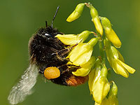 Королевы шмелей берут выходные для размножения
