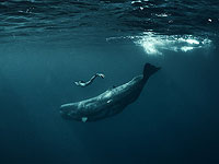 Киты пускают пузыри, с помощью которых могут общаться с людьми