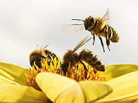 Израильский пчеловодческий стартап BeeWise мобилизовал 50 млн долларов