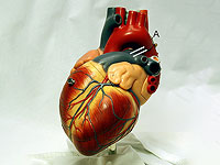 Новый биоматериал показывает, как обратить вспять процесс старения сердца