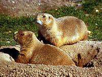 Птицы подслушивают крики луговых собачек, чтобы спастись от хищников