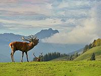 ИИ отслеживает поведение диких животных в Альпах
