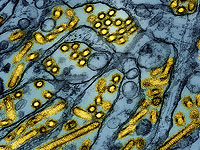 Пластырь, содержащий миллионы наноигл, может заменить болезненную биопсию